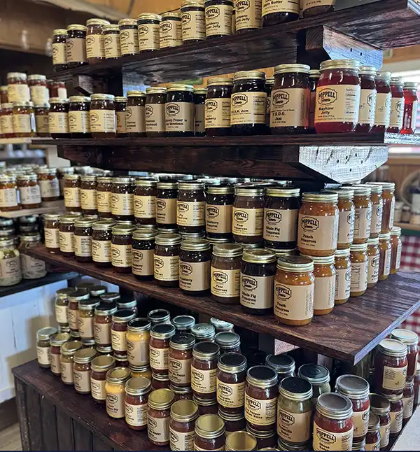newJamJelly3 newJamJelly3